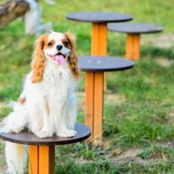 How to create a dog park perfect for both dogs and owners. A practical guide.