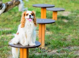 How to create a dog park perfect for both dogs and owners. A practical guide.